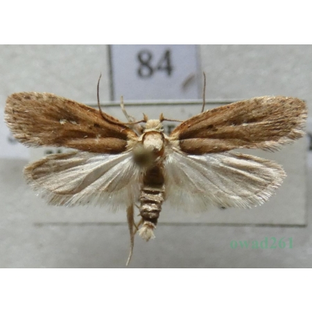 Agonopterix selini (Heinemann, 1870) Czech84